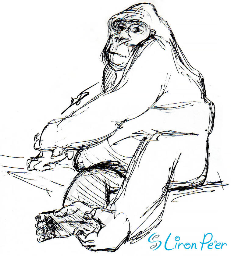 Gorilla Sketch Gorilla Sketch