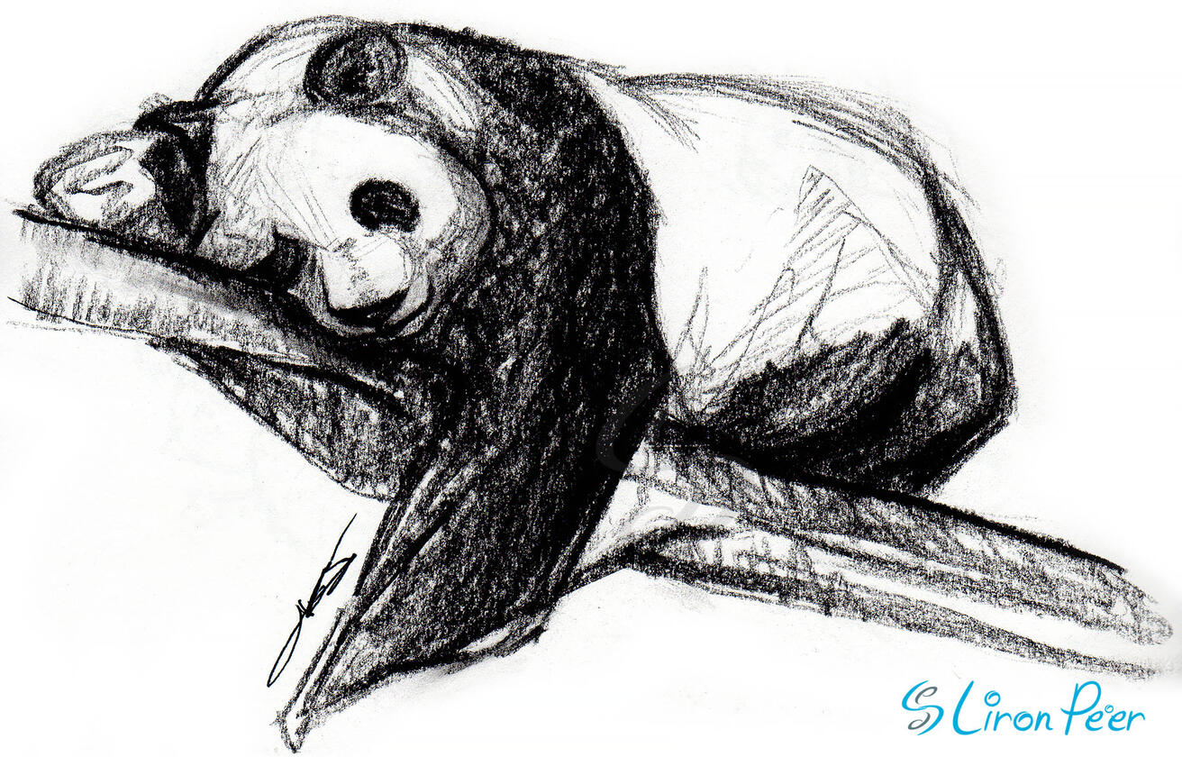 Panda Bear Sketch Panda Bear Sketch