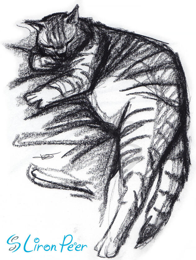 Fat Cat Sleeping Sketch Fat Cat Sleeping Sketch