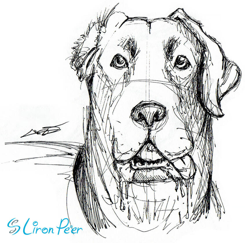 Dog Sketch Dog Sketch